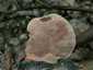 Fahéjszínű likacsosgomba (Hapalopilus rutilans), Budai-hegység